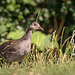 Juvenile Moorhen