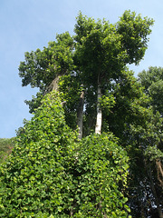 Tall virginian trees