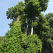Tall virginian trees