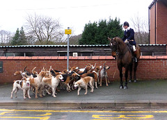 Cheshire Drag Hounds