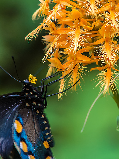 Battus philenor (Pipevine Swallowtail Butterfly) pollinating Platanthera ciliaris (Yellow Fringed orchid)