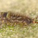 EF7A2924springtail