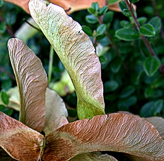 Natures Textures