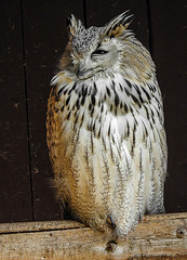 20190911 6300CPw [D~OH] Sibirischer Uhu (Bubo sibiricus), Timmendorfer Strand