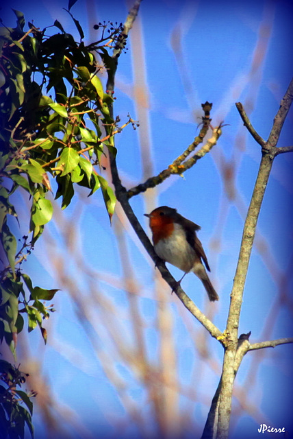 Rouge Gorge