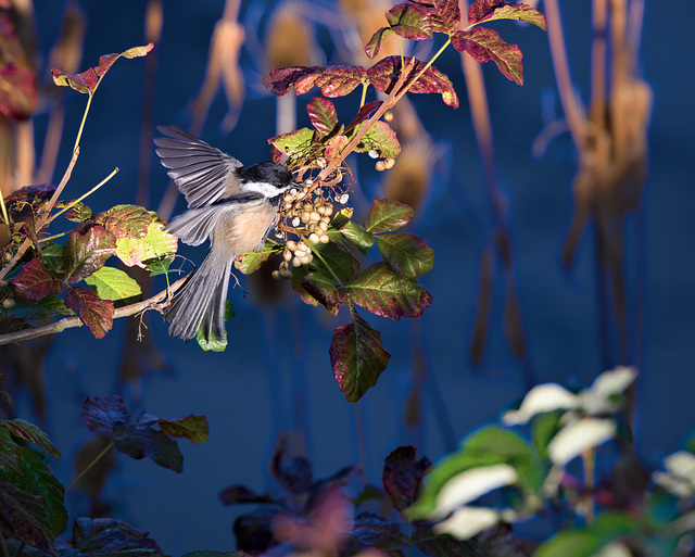 Chickadee