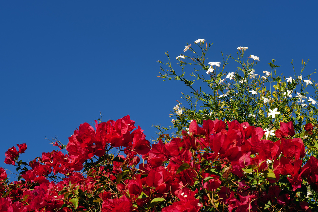 Buganvilea and Jasmine on blue Autumn sky