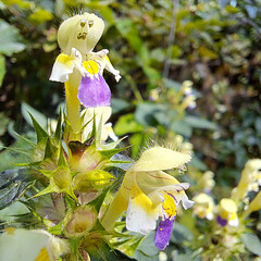 Bunter Hohlzahn (Galeopsis speciosa Mill.)