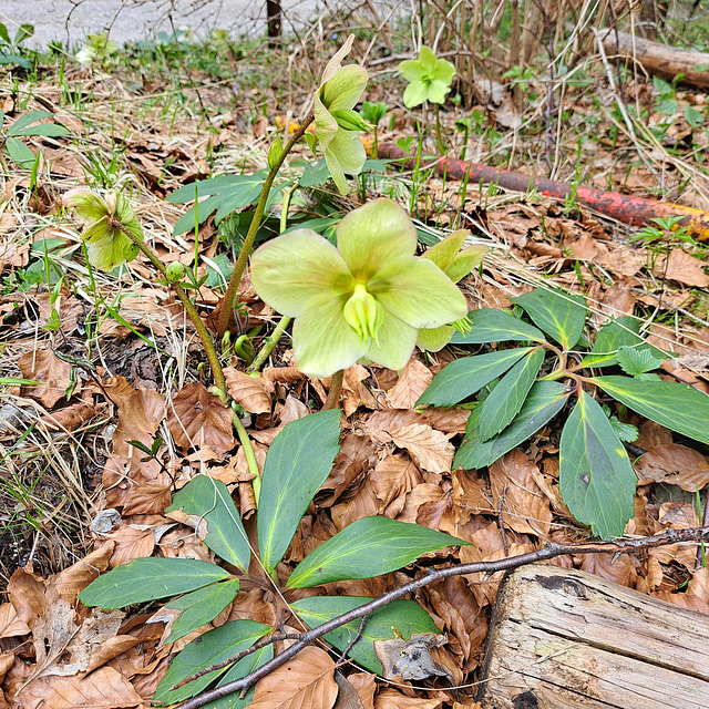 (späte/late) Schneerose, Schwarze Nieswurz (Helleborus niger)