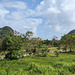 La belle Thaïlande paisible et pittoresque / Picturesque Thailand caught from our train