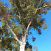 059/365 white gum tree