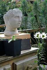 IMG 3290-001-Head