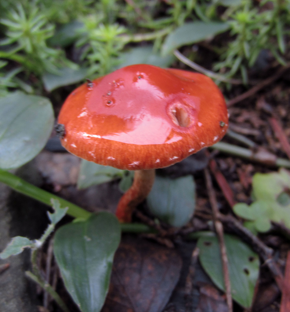 Mushroom (2574)