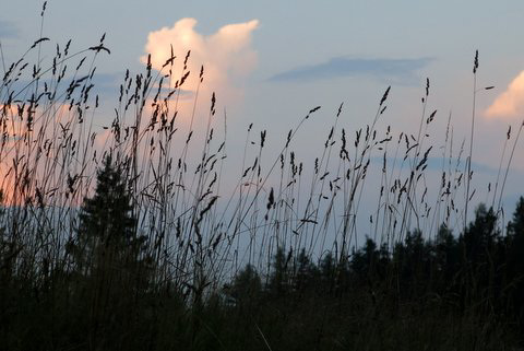 Vers La Fouly (Valais, Suisse)