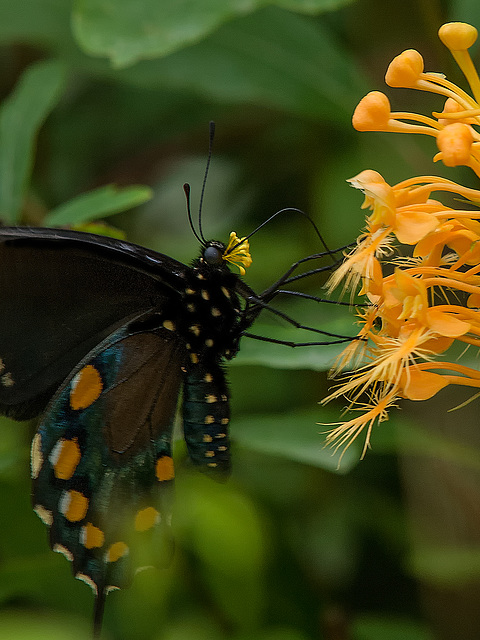 Battus philenor (Pipevine Swallowtail Butterfly) pollinating Platanthera ciliaris (Yellow Fringed orchid)