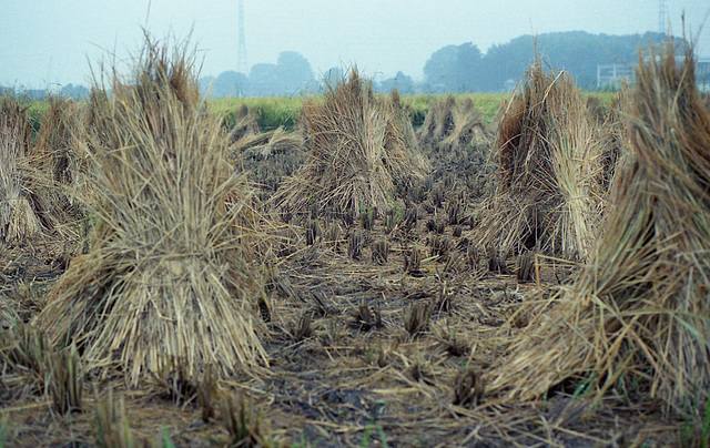 Bundles of rice stalks