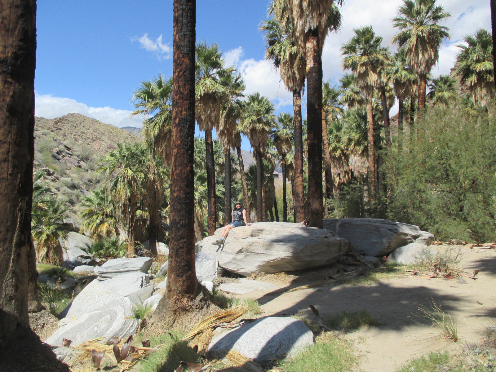 Palm-29 45