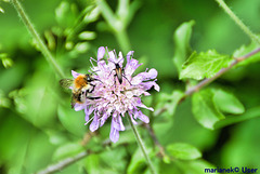 Insects and flower