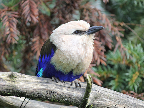 Rollier à ventre bleu (Coracias cyanogaster), Parc des Oiseaux = Parc ornithologique des Dombes (Ain, France)