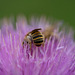 DSCF0034