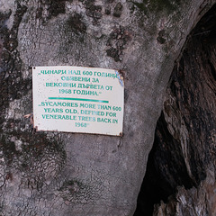 Sycamore tree, more than 600 years old