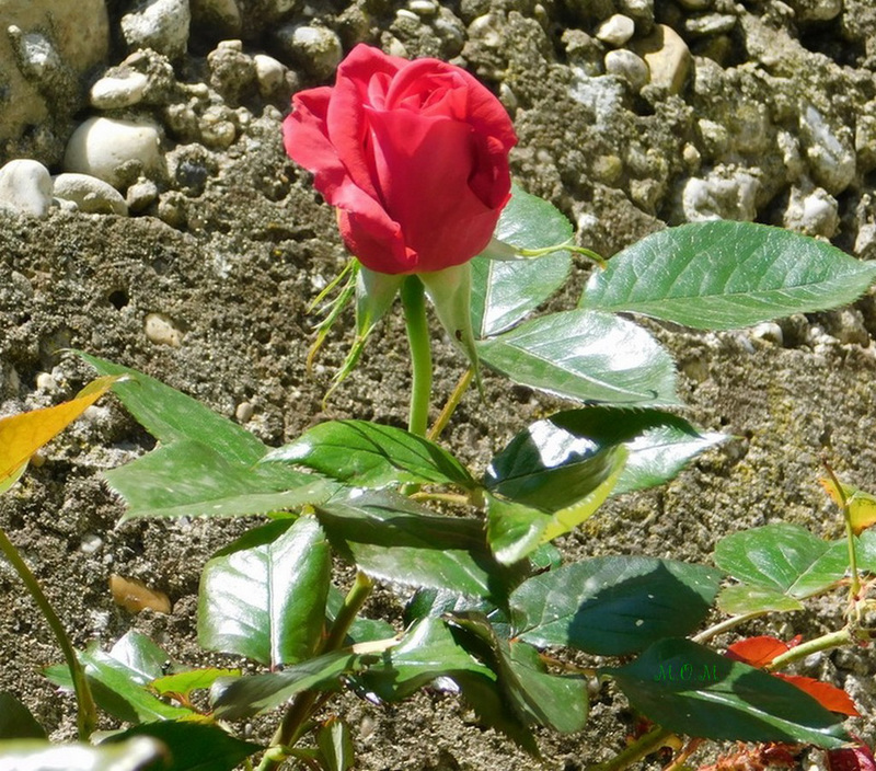 Une rose pour la Fête des Pères************