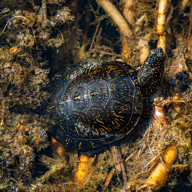 Sumpfschildkröte