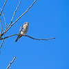 Kestrel waiting