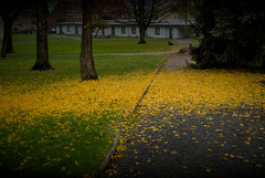 A vivid colored Belgian Gingko Biloba