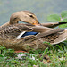 mallard 1