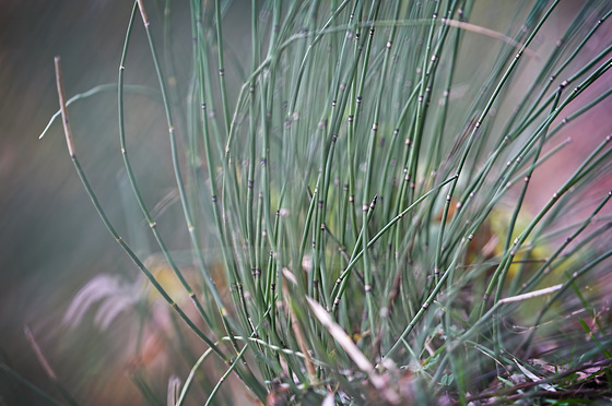 Ein Blick in die  Schachtelhalme (Equisetum) rein :)) A look inside the horsetails (Equisetum) :))  Un regard à l'intérieur des prêles (Equisetum) :))