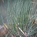 Ein Blick in die  Schachtelhalme (Equisetum) rein :)) A look inside the horsetails (Equisetum) :))  Un regard à l'intérieur des prêles (Equisetum) :))