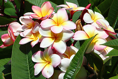 060/365 Frangipani