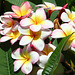 060/365 Frangipani