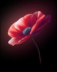 Mohn