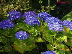 Dans mon jardin