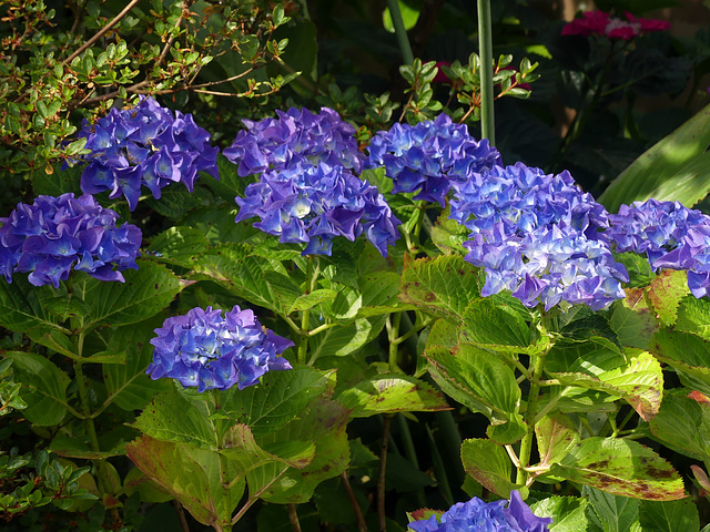 Dans mon jardin