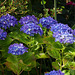 Dans mon jardin
