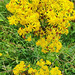 Herbe de St Jacques***********(Senecio jacobaea)*********