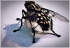 elegant fly