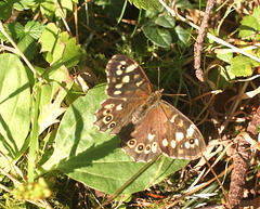 Speckled Wood Butterfly