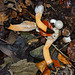 Dog Stinkhorn. Mutinus caninus (Phallaceae)