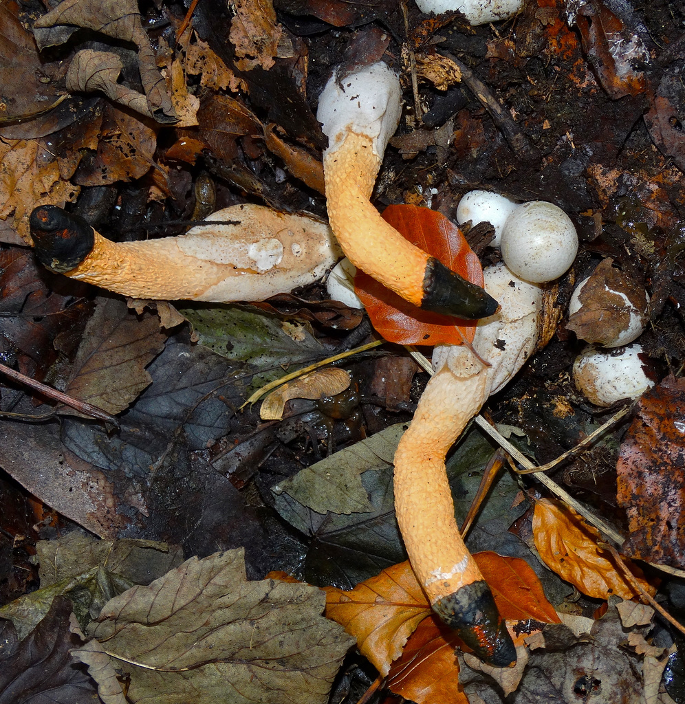 Dog Stinkhorn. Mutinus caninus (Phallaceae)