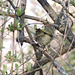 Ruby-crowned Kinglet