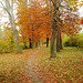 Walking path in Autumn 1