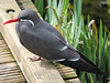 Sterne inca (Larosterna inca), Parc des oiseaux = Parc ornithologique des Dombes (Ain, France)