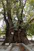 Sycamore tree, more than 600 years old
