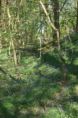 The bluebells are here