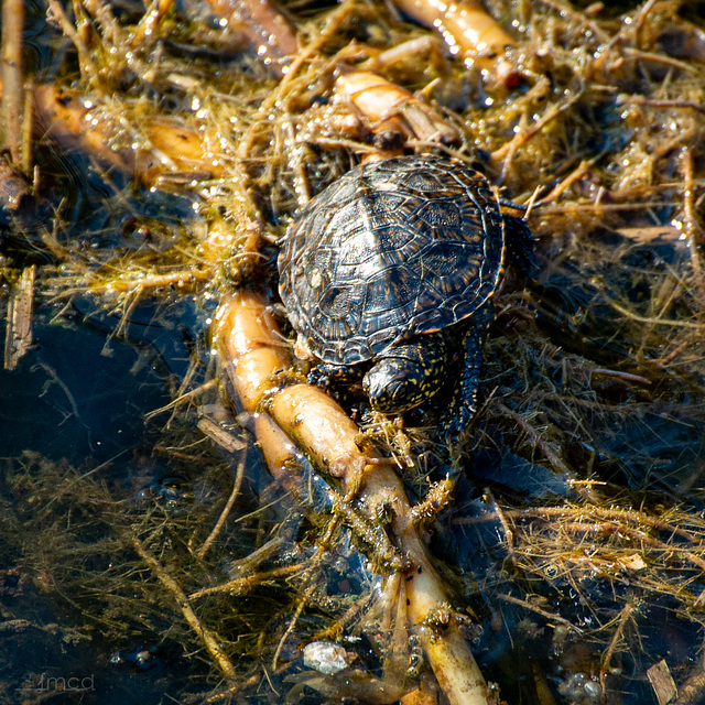 Sumpfschildkröte