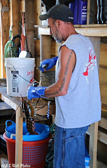 Lobsterman